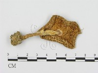 登錄號:F0005553藏品圖，第3張