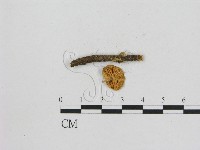 小菇屬藏品圖，第1張