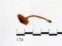 登錄號:F0005558藏品圖，第1張