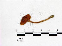 登錄號:F0005558藏品圖，第3張