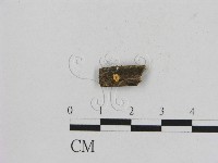 小菇屬藏品圖，第1張