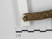 小菇屬藏品圖，第3張