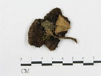 登錄號:F0005562藏品圖，第1張