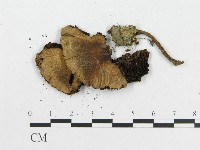 登錄號:F0005562藏品圖，第3張