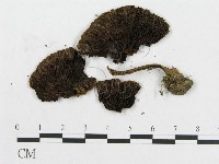 登錄號:F0005562藏品圖，第4張