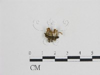 登錄號:F0005563藏品圖，第1張