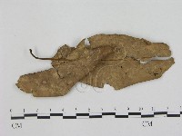 小菇屬藏品圖，第1張