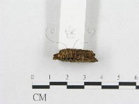 登錄號:F0005568藏品圖，第3張