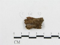 登錄號:F0005568藏品圖，第4張