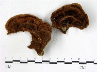 登錄號:F0005569藏品圖，第1張