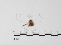 登錄號:F0005571藏品圖，第1張