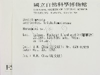 小皮傘屬藏品圖，第2張