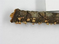 登錄號:F0005574藏品圖，第4張