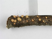 登錄號:F0005574藏品圖，第10張