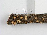 登錄號:F0005574藏品圖，第11張