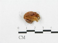 登錄號:F0005576藏品圖，第1張