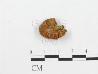 登錄號:F0005576藏品圖，第3張