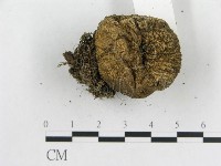 登錄號:F0005577藏品圖，第4張