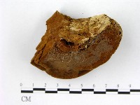 木層孔菌屬藏品圖，第3張