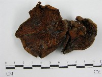 登錄號:F0005579藏品圖，第1張