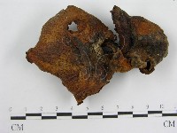 登錄號:F0005579藏品圖，第3張