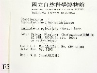 毛木耳藏品圖，第2張
