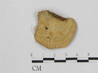 相鄰小孔菌藏品圖，第3張