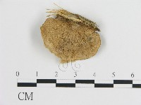 登錄號:F0005583藏品圖，第1張