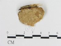 登錄號:F0005583藏品圖，第3張