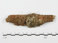 登錄號:F0005585藏品圖，第1張