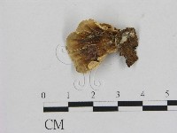 登錄號:F0005586藏品圖，第1張