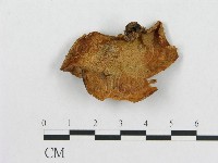 多孔菌屬藏品圖，第1張