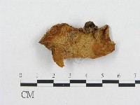 多孔菌屬藏品圖，第3張