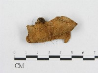 多孔菌屬藏品圖，第4張