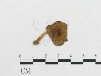 登錄號:F0005589藏品圖，第1張