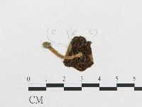 登錄號:F0005589藏品圖，第3張