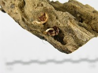 登錄號:F0005590藏品圖，第5張