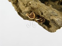 登錄號:F0005590藏品圖，第6張