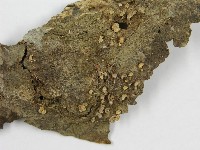 登錄號:F0005591藏品圖，第3張