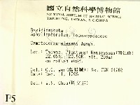 優雅波邊革菌藏品圖，第2張