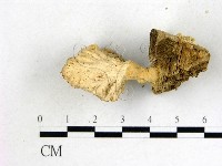 優雅波邊革菌藏品圖，第3張