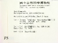 毛木耳藏品圖，第2張