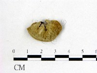 毛木耳藏品圖，第3張