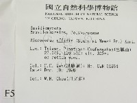 相鄰小孔菌藏品圖，第2張