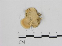 相鄰小孔菌藏品圖，第3張