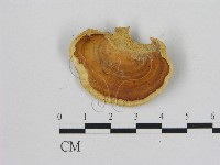 相鄰小孔菌藏品圖，第1張