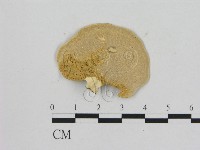 相鄰小孔菌藏品圖，第3張