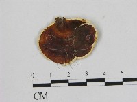 相鄰小孔菌藏品圖，第1張