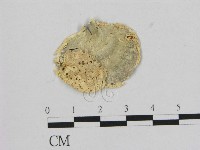 相鄰小孔菌藏品圖，第3張