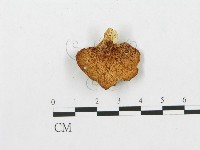 登錄號:F0005599藏品圖，第1張